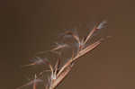 Little bluestem